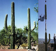 antenna in cactus