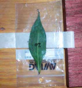 test leaf in bag